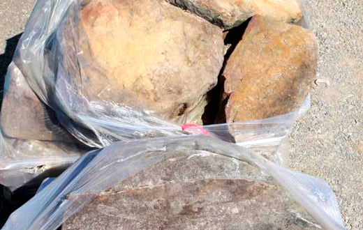 Tennessee Fieldstone Steppers 4