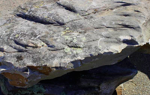 Tennessee Fieldstone Steppers 7