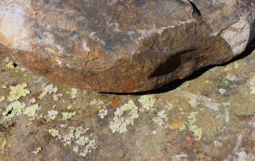 Tennessee Fieldstone Steppers 1